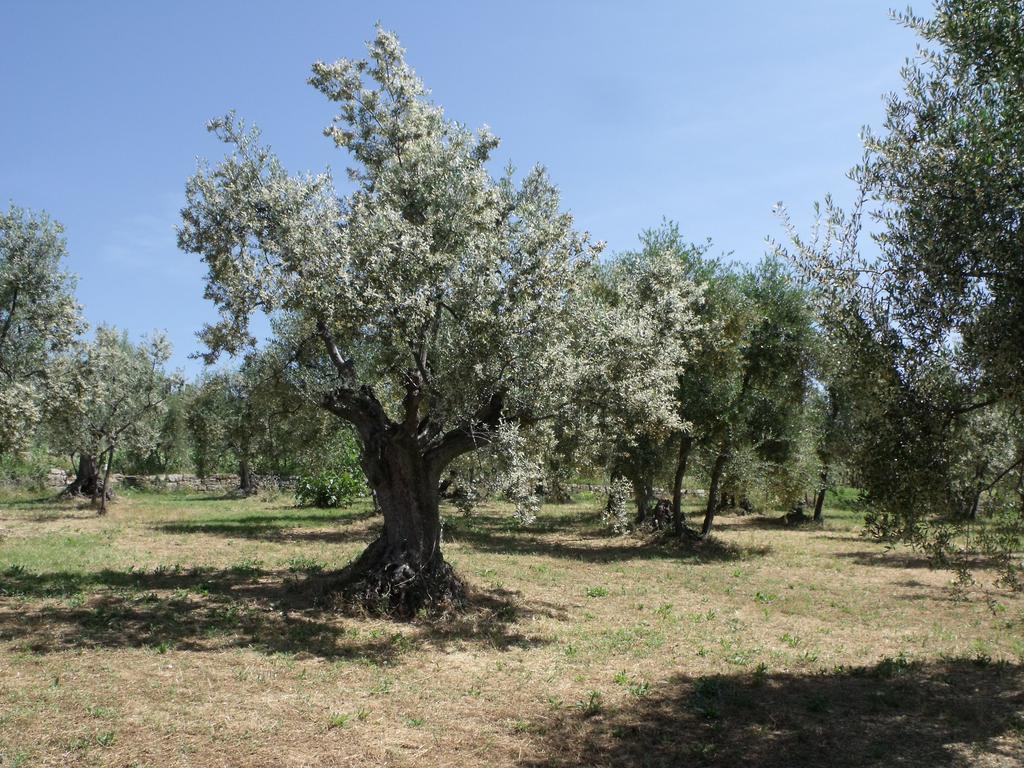 Agriturismo Il Viaio Fiesole Exterior foto